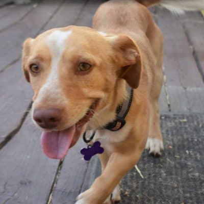 Help for our Furry Friends